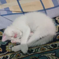 بچه گربه پرشین