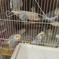 فروش فوری عروس هلندی