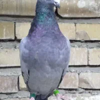 گرفتنی مسافتی|پرنده|مینودشت, |دیوار