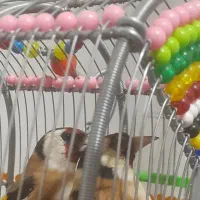 دوماده سیره ۷۰۰