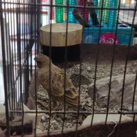 سهره خاکی جوجه امسال|پرنده|محمدیه-قزوین, |دیوار