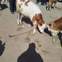 گوساله لاغرفروشی|حیوانات مزرعه|اراک, |دیوار