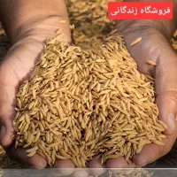 معجزه گری بنام سبوس برنج|خوردنی و آشامیدنی|نیشابور, شهرک فرهنگیان|دیوار