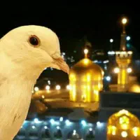 مشهد1