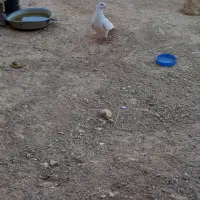 کبوتر سفید