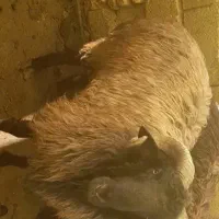 قوچ ملحه،قوچ برزی،قوچ بذری،قوچ برذی،بزری