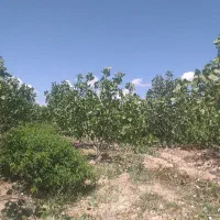چوب درخت پسته