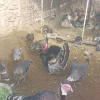 بوقلمون ماده هم در حال تخم هم کرچ موجوده