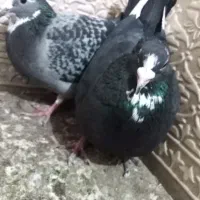 کبوتر پلنگ|حیوانات|زرند, |دیوار