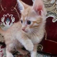 گربه نر شیطون و بازیگوش