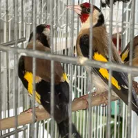 بورس سهره ی نر بخون و قناری نر قرص بخون جوجه