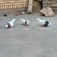 کفتر طوقی جفت|پرنده|تربت جام, میان جام|دیوار