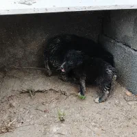 واگذاری|سگ|ریگ, |دیوار