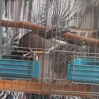 مرغ مینا سه ماه شاه تخم|پرنده|تهران, مشیریه|دیوار