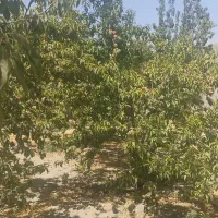 فروش فوری باغچه450متری چهاردیوارچهار باغ عرب اباد|فروش زمین و ملک کلنگی|کرج, عظیمیه|دیوار