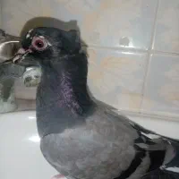 کفتر پرشی جوجه جیر  دونه 60