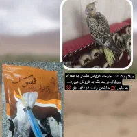 جوجه عروس هلندی