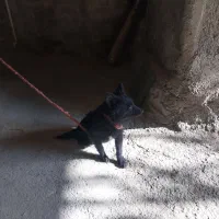 تول جنسیت نر