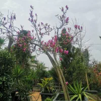 فروش انواع گل گیاه بیرونی