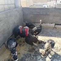 بوقلمون نر