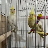 عروس هلندی