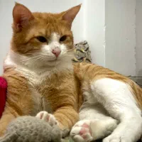 واگذاری گربه dsh