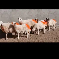 میش جملی|حیوانات مزرعه|کاشمر, |دیوار