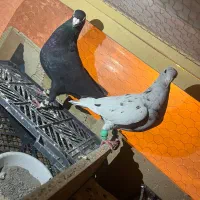 کبوتر جفتگاه