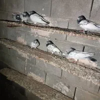 کفتر|پرنده|قلعه قاضی, |دیوار