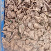 فروش چغندر درجه یک
