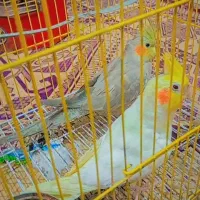 عروس هلندی چشم شرابی