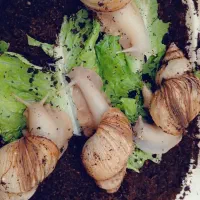 حلزون آلبینو برای پرورش و حلزون تراپی در آرایشگاه