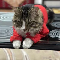 واگذاری گربه