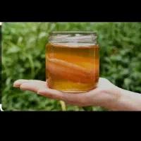 قارچ کامبوجا