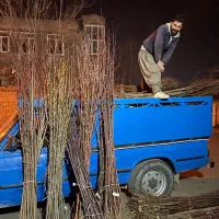 گردوتخصصماس|خدمات باغبانی و درختکاری|تهران, دکتر هوشیار|دیوار