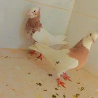 پرنده|پرنده|فسا, |دیوار