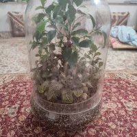 تراریوم بونسای سرحال