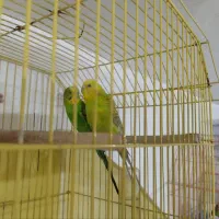 مرغ عشق|پرنده|بافق, |دیوار