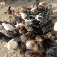 جوجه دوهفته ای از خطر در رفته سالم