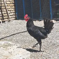 2 عدد جوجه خروس محلی سیاه