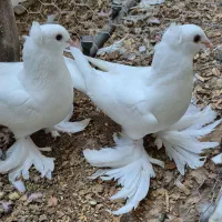 کبوتر راعبی، پاپر و کاکلی، زیبا و جوان