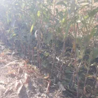 انواع نهال اصلاح شده|خدمات باغبانی و درختکاری|اراک, |دیوار