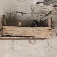 کفتر|پرنده|چرام, |دیوار
