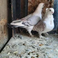 کبوتر بلژیکی