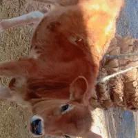 گاو گستر جرزی فروشی