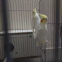 عروس هلندی|پرنده|حمیدیا, |دیوار