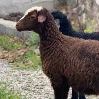 بزغاله وبره