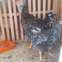 فروش یک عدد مرغ گلین اصل خالص با جوجه دوماهه اش