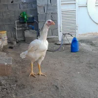 مرغ لاری نسلدار|حیوانات مزرعه|گمیشان, |دیوار