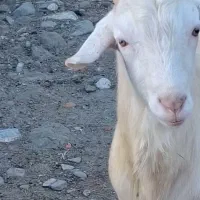 بز سانن  اصل شهرستان رودان